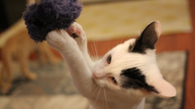 Action Shot of Mini-Rufus T. Kitten